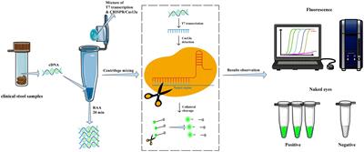 Establishment and application of a rapid assay for GII.4/GII.17 NoV detection based on the combination of CRISPR/Cas13a and isothermal amplification